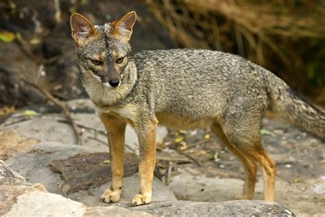 Sechura Fox (Lycalopex sechurae) | Chaparrí Lodge, Chaparrí … | Flickr