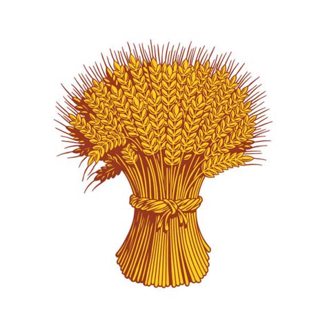 Sheaves Of Wheat Clipart