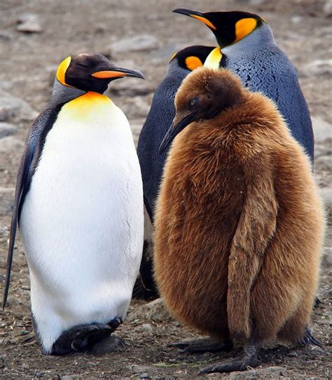 L'Austral : St. Andrews (Georgie du Sud) | Penguins, Animals beautiful ...