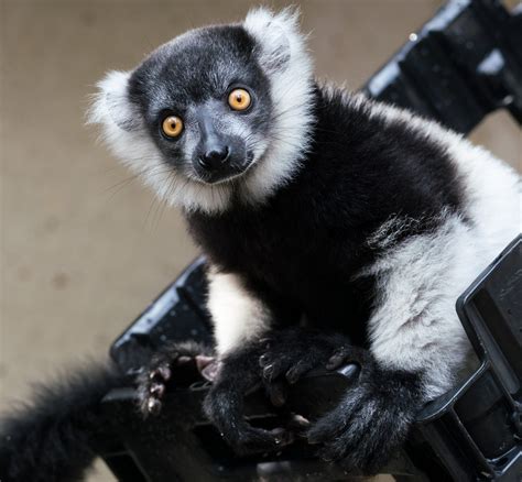 Black And White Ruffed Lemur Habitat