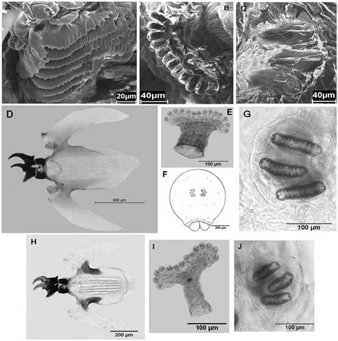 Description of Larvae of Anastrepha spp. (Diptera: Tephritidae) in the Fraterculus Group