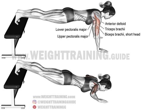 Decline push-up exercise instructions and video | Weight Training Guide | Push up muscles ...