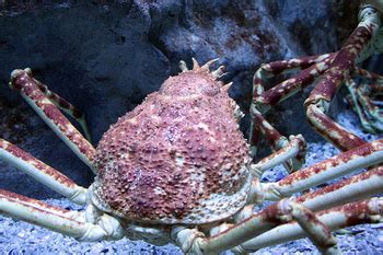 Japanese Spider Crab Habitat: Lesson for Kids | Study.com