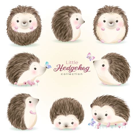 Cute Little Hedgehog poses clipart with watercolor illustration