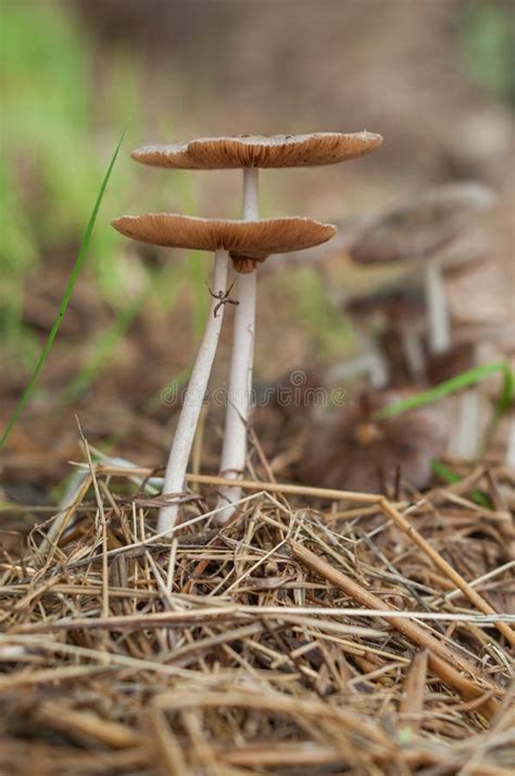 Mushrooms Grow on Old Straw Stock Photo - Image of mushroom, venom: 138170162