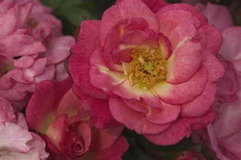 Sunrise Sunset Easy Elegance Rose | Grimm's Gardens