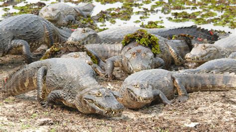 Pantanal Wildlife Trail - The world's biggest wetland