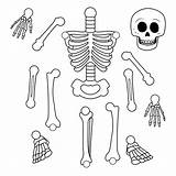 Free Printable Skeleton Crafts sketch template