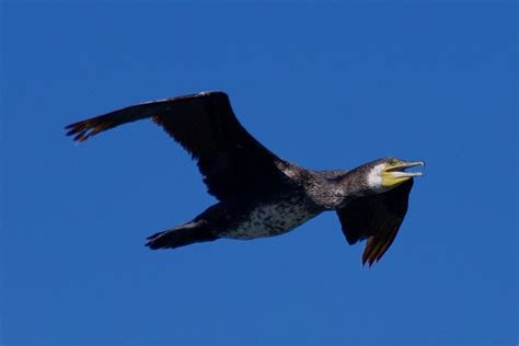 eBird Checklist - 14 Jun 2023 - PN Sintra-Cascais--Cabo Raso - 16 species