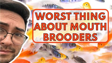 Why breeding African Cichlids isn’t for everyone - YouTube