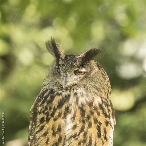 Eurasian eagle-owl Stock Photo | Adobe Stock