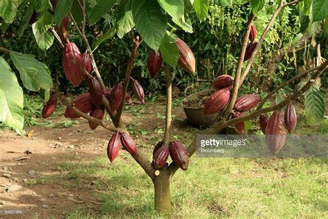 Healthy cocoa pods hang from a cocoa tree in South Sulawesi,... | Cocoa plant, Cocoa, Healthy cocoa