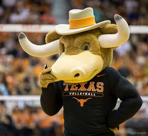 University of Texas Longhorn volleyball match against Texas Tech in ...