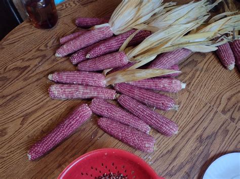 Best Corn For Chicken Feed – Northern Homesteading