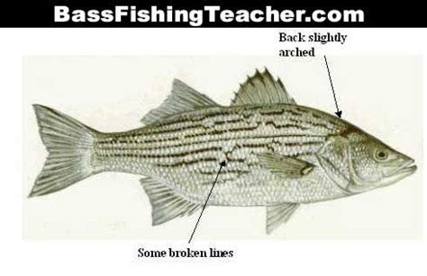 Hybrid Striped Bass Fishing - Bass Fishing Teacher