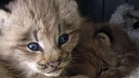 Possible Canada lynx kittens discovered near Fredericton - New ...