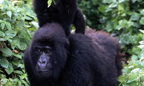 Congo Basin Wildlife Trade | Photos | WWF