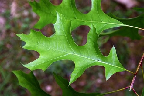 Quercus texana (Nuttall Oak, Oaks, Shumard Oak, Texas Red Oak) | North ...