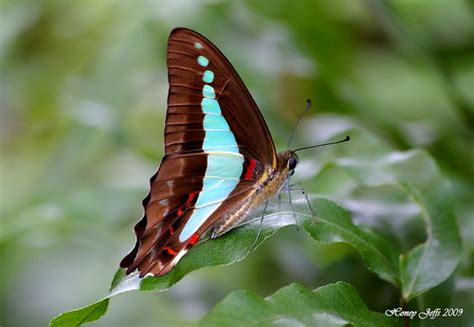 Blue Triangle Butterfly | This beauty was seen in Mt Cotton.… | Flickr