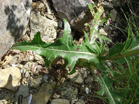 Sonchus arvensis (field sow-thistle): Go Botany