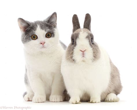 Pets: British shorthair x Manx cat with Netherland Dwarf rabbit photo WP48742