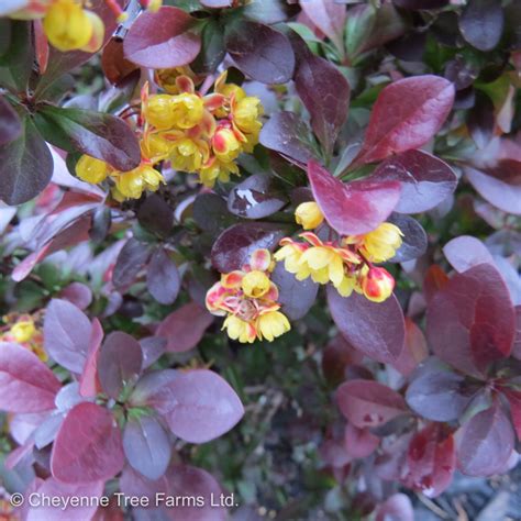 Barberry – Concorde – Cheyenne Tree Farm – Trees, Shrubs, Perennials – Edmonton Nursery & Garden ...