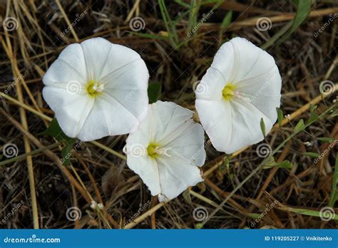 Flowers of field bindweed stock image. Image of bloom - 119205227