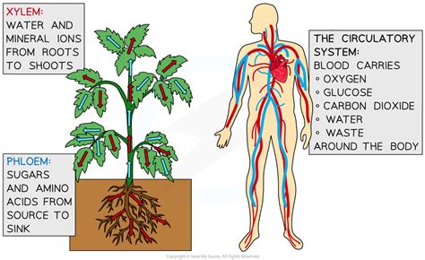 Why Do Multicellular Plants Need Transport Systems - Printable Templates Protal