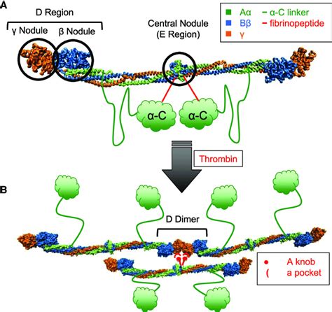 Fibrin Assembly Molecular structures of human (A) fibrinogen and (B)... | Download Scientific ...