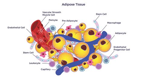 Why Adipose Tissue? - AMBROSE Cell Therapy