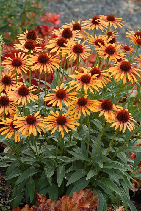 New and Unusual Coneflower Varieties | HGTV