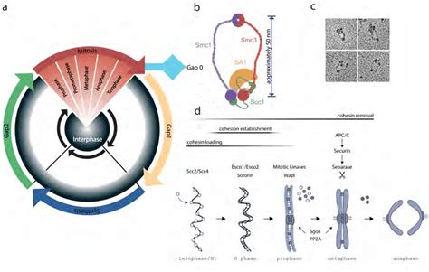 5: Biochemistry of Cohesin. a: Scheme of the cell cycle according to... | Download Scientific ...