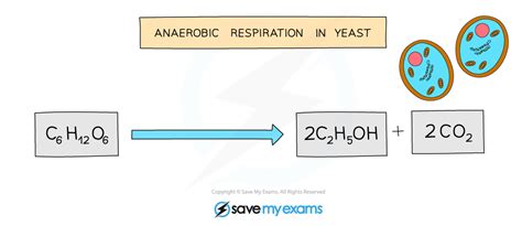 Anaerobic Respiration in Yeast Equation