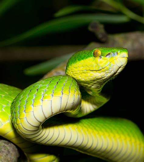 Trimeresurus albolabris [Bamboo Viper] 青竹蛇 | Reptile snakes, Amphibians, Pit viper