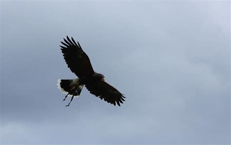 Steppe Eagle Flying high by DefauldPhoto on DeviantArt