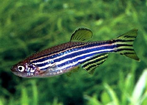 Zebra Danio - Danio rerio | Aquarium Fish Paradise – Adelaide SA