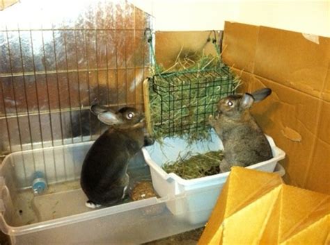 Litter Box & Hay Rack References | BinkyBunny