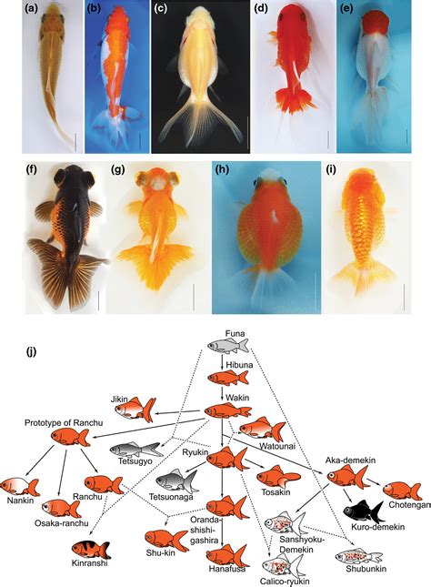 Goldfish Life Cycle