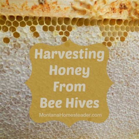 Harvesting Honey from Bee Hives