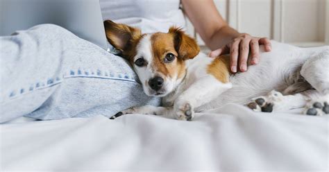 Cuddling your dog: where to pet them to make them happy