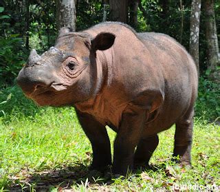 Badak Sumatera (Dicerorhinus sumatrensis) ~ Fauna Nusantara