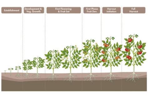 Growing Tomato Plants: A Beginner's Basic Guide | Dengarden