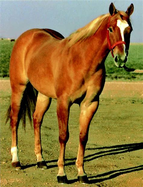 27 best Horse Coat Color Genetics images on Pinterest | American quarter horses, Quarter horses ...