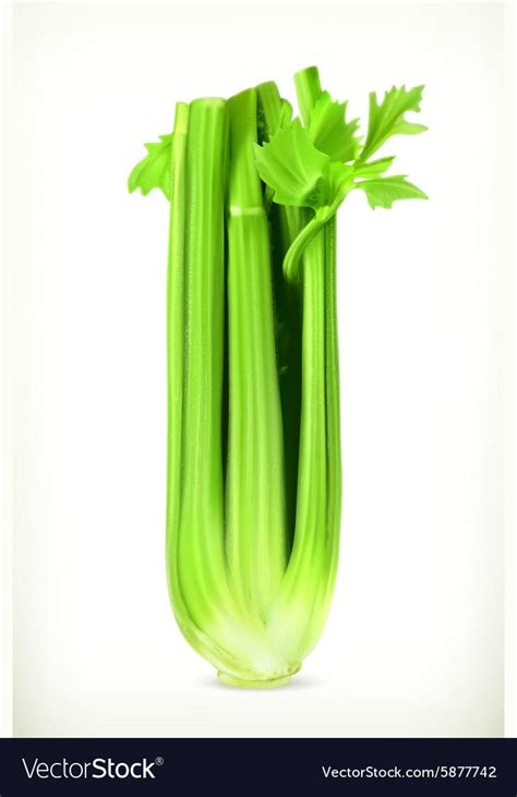 Celery Royalty Free Vector Image - VectorStock