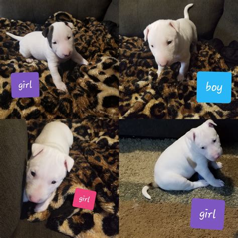 Bull Terrier Puppies For Sale | White Oak, TX #282440