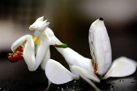 Orchid Mantis Pet Australia - Petspare