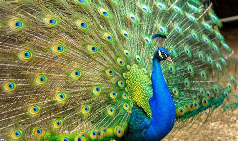 Wild Florida Peacocks - Unique Florida — Villages of Citrus Hills