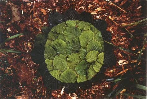 Andy Goldsworthy Fall Leaves | Moss and Fog