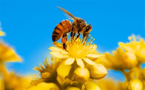 Download Yellow Flower Macro Flower Insect Animal Bee HD Wallpaper