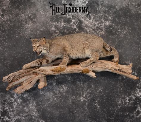 Bobcat Taxidermy life size mount SKU 1413 - All Taxidermy